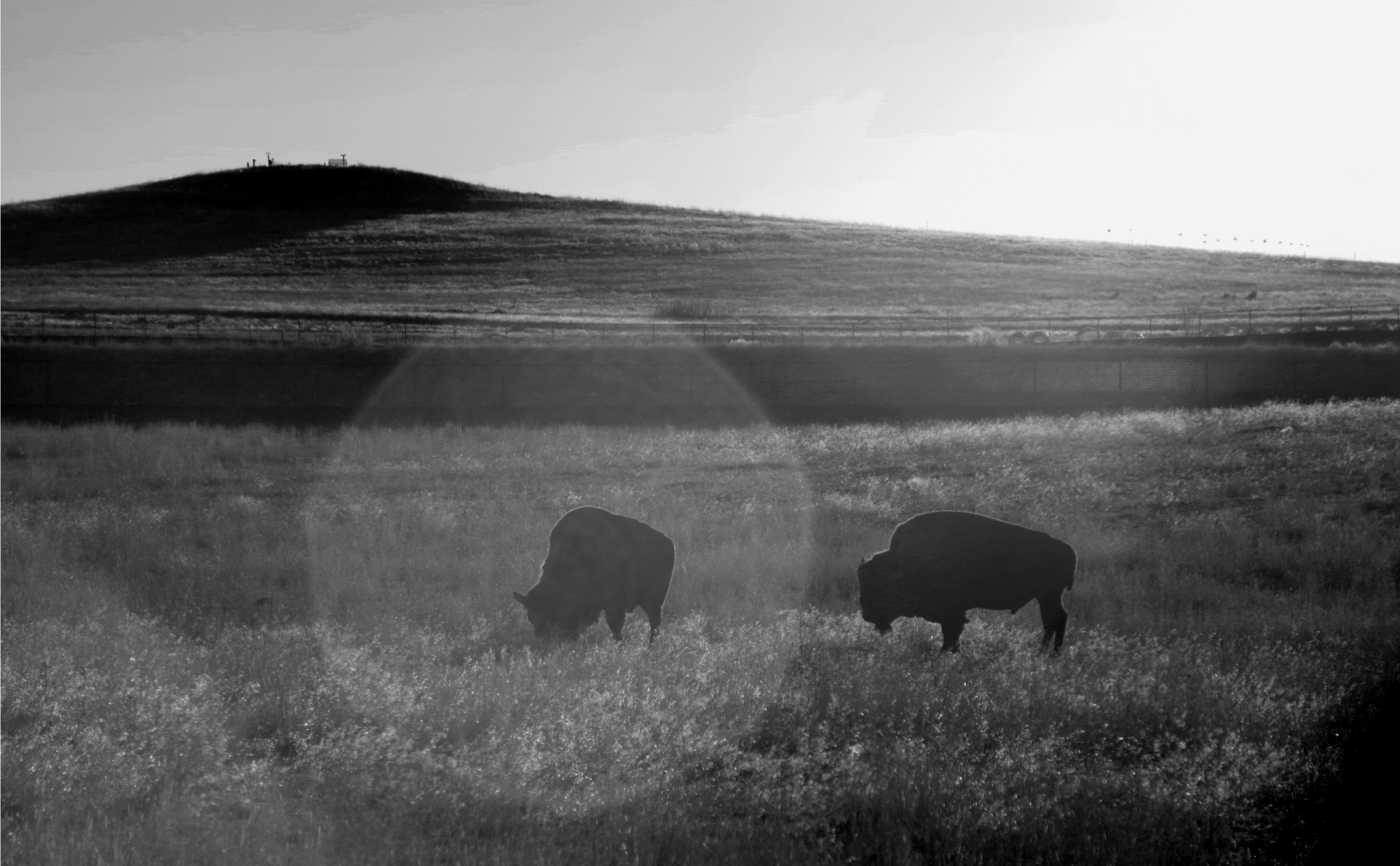 Two Buffalo but One of the Buffalo is in a sun ray