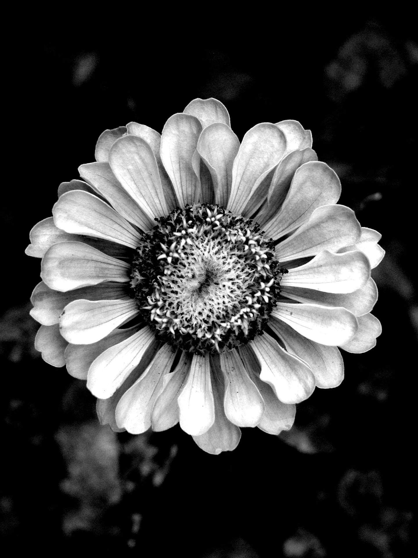 Macro of a Flower I found at the park