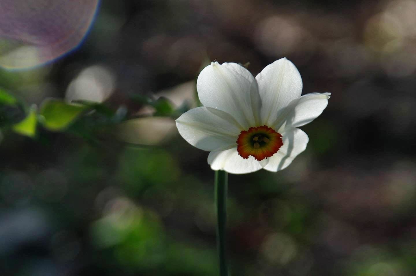Little White Flower in Focus