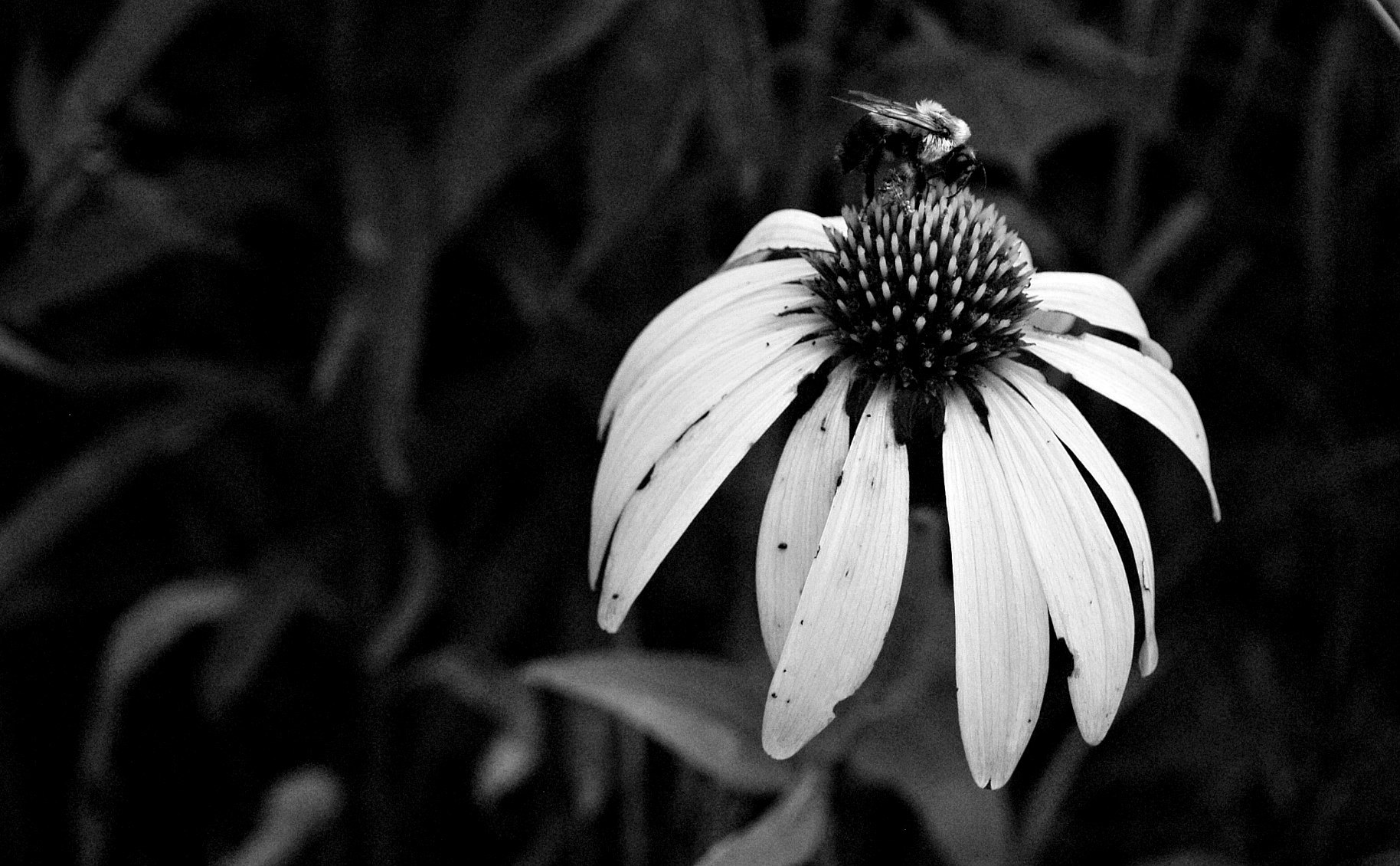 Bee Atop ConeFlower